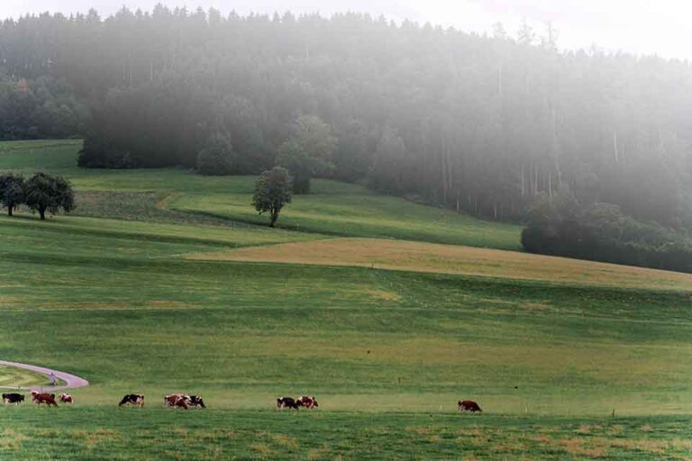 Cows grazing in a green pasture on a UK farm – potential site for FETF 2025 grant-supported machinery upgrades