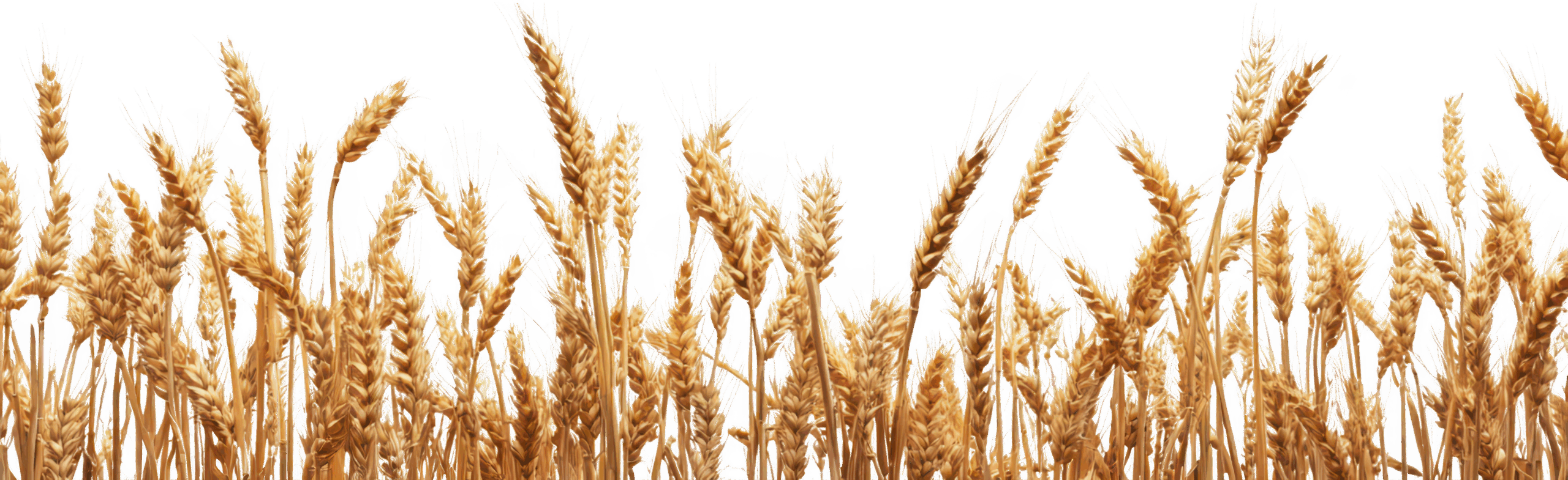 Golden wheat straws in a sunny field – symbolizing high-quality farming results with our cultivators, subsoilers, and agricultural accessories.