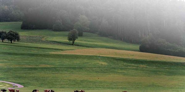 Cows grazing in a green pasture on a UK farm – potential site for FETF 2025 grant-supported machinery upgrades